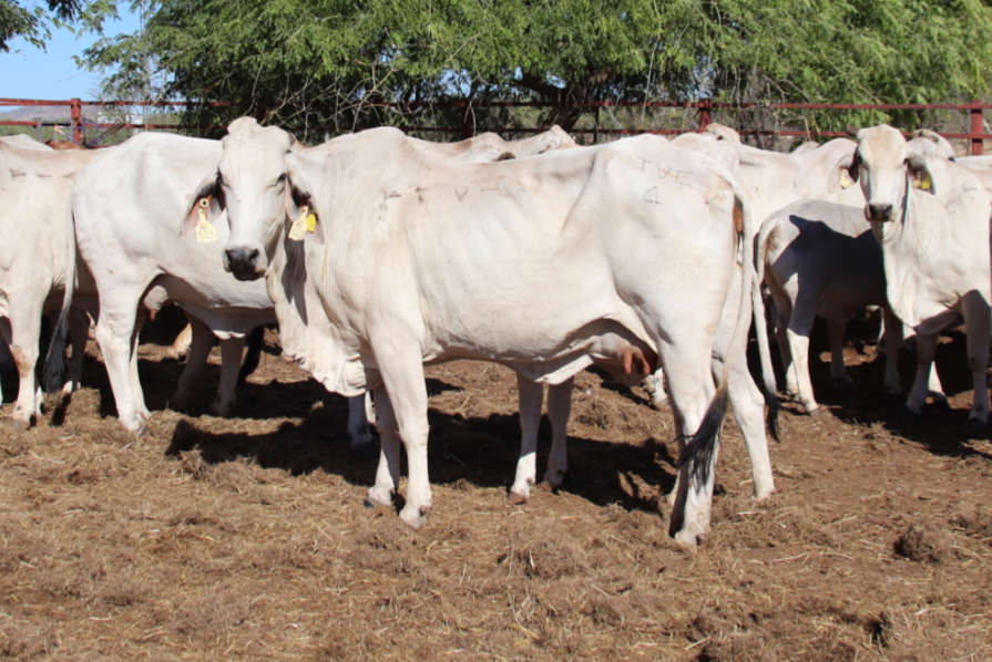 Cows that have received phosphorus supplementation as part of the supplementation trial are in body condition score 2 and above on a 1-5 scale.