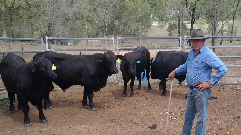 A cattleman stands with his prime bulls as he participates in the GRASS program.