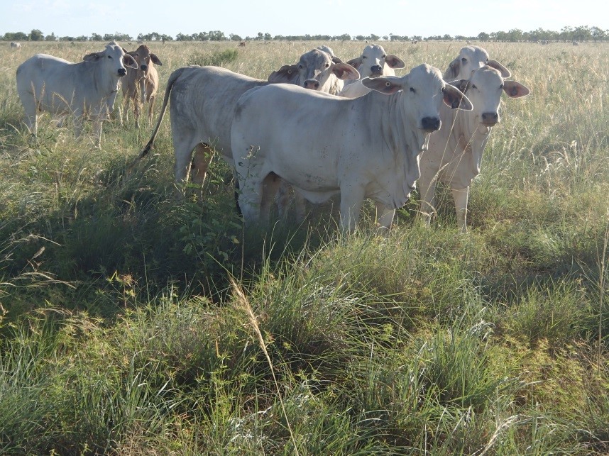 Brahman heifers in forward store condition standing in a paddock of dense Mitchell grass pastures after a wet season spell.