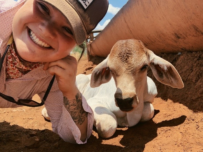 Brahman calf at trough with technical officer as part of the Calf Watch project