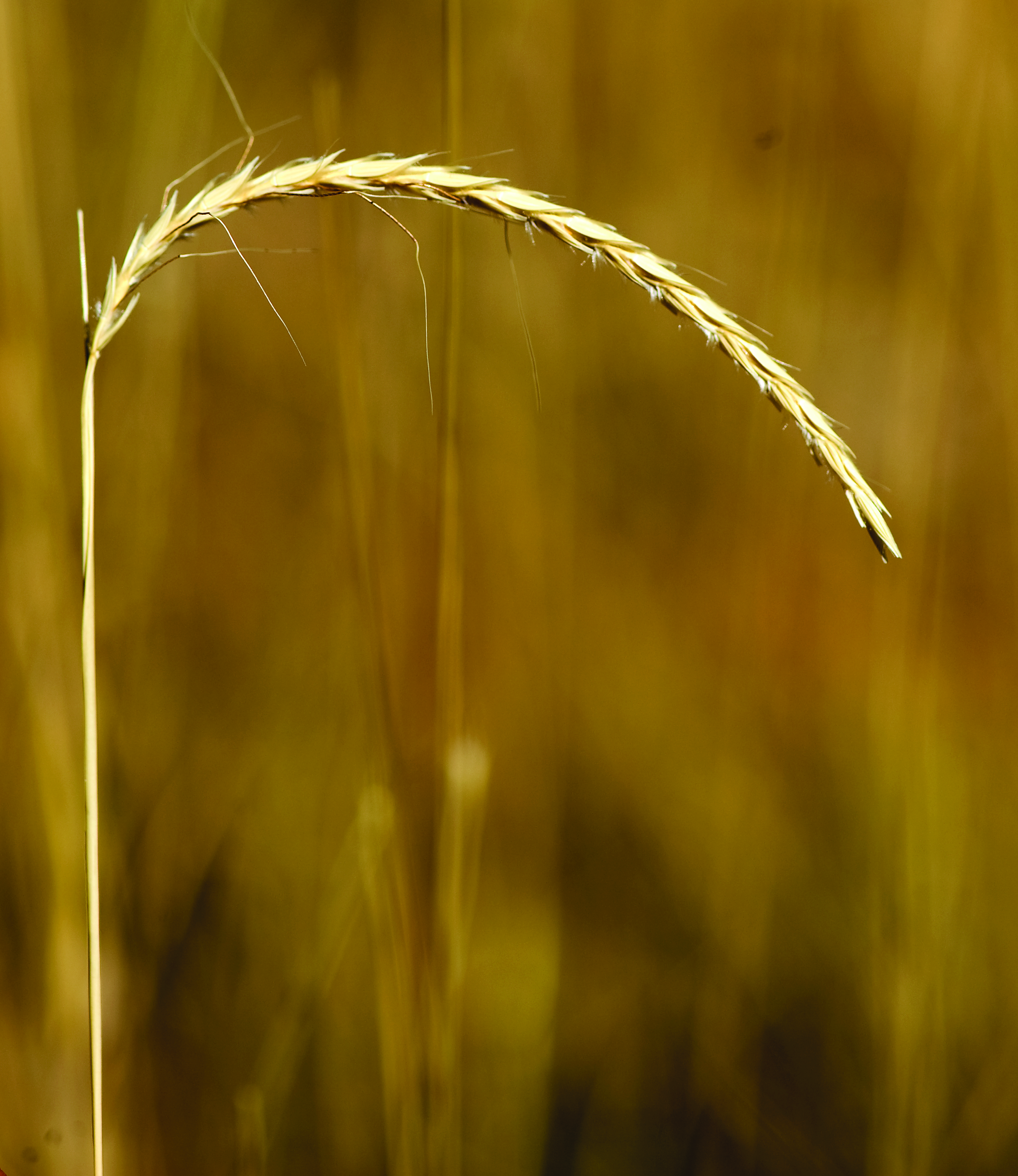 The seed head of white grass is cylindrical with awns protruding from each seed. 