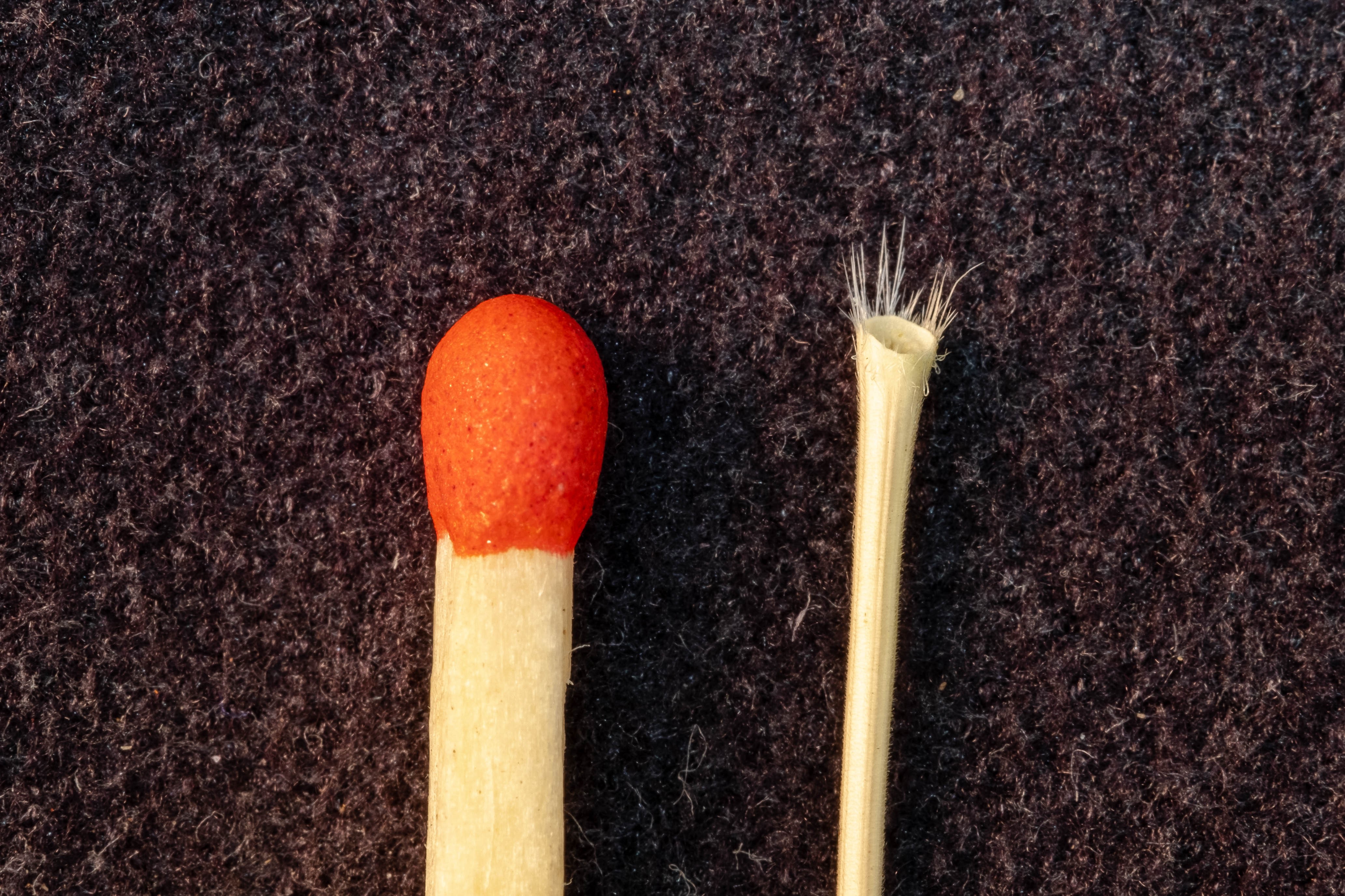 White grass can be easily identified by the angled, concave scar left at the tip of the flowering stem when the seed head is detached.