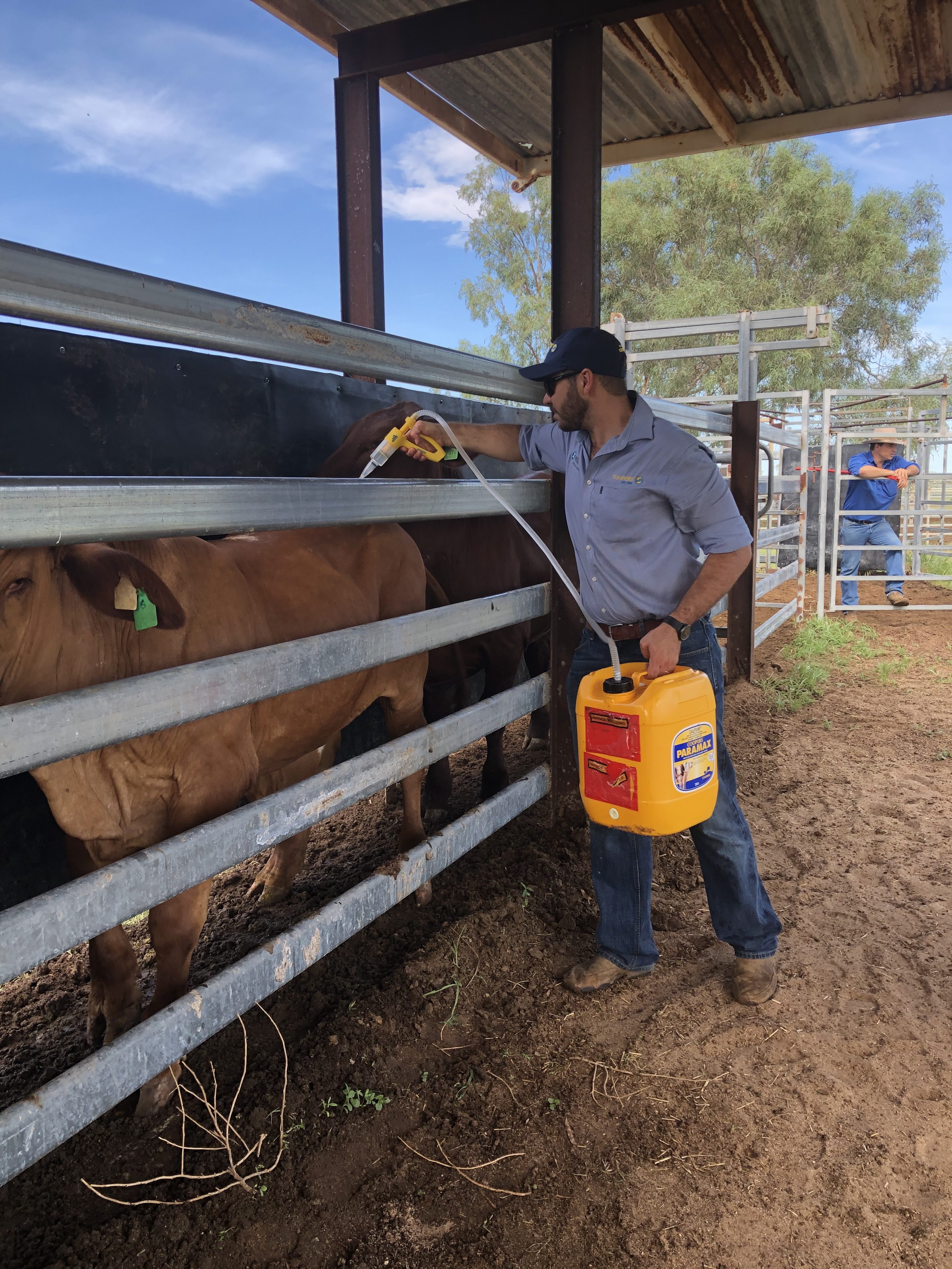 Steers in a race are being drenched for internal parasites.