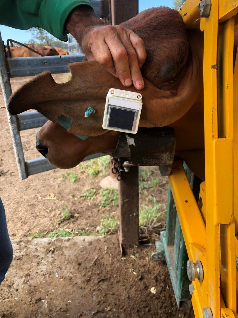 A happy red steer in a head bail with a large battery pack of a GPS device on the back of his ear. Westech steer challenge