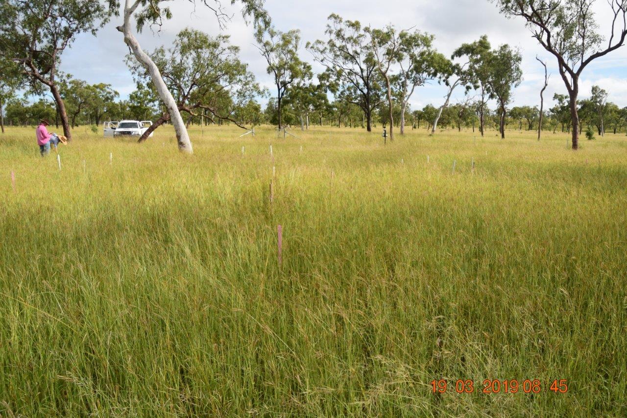 Monoculture of Indian Couch in a grazing exclosure.