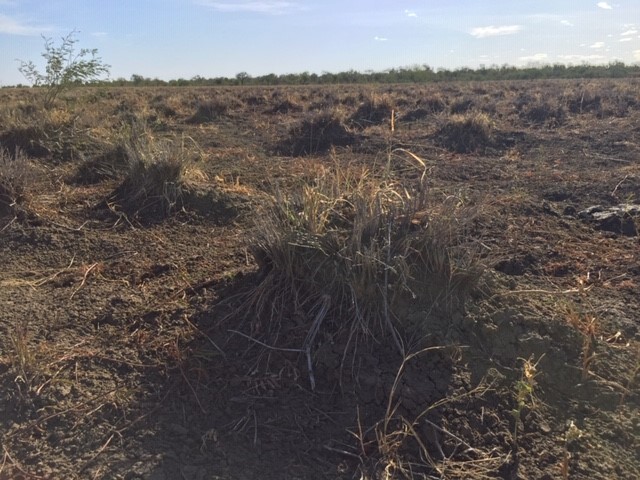 A Mitchell grass tussock with few green leaves Very few Flinders grass plants in between tussocks