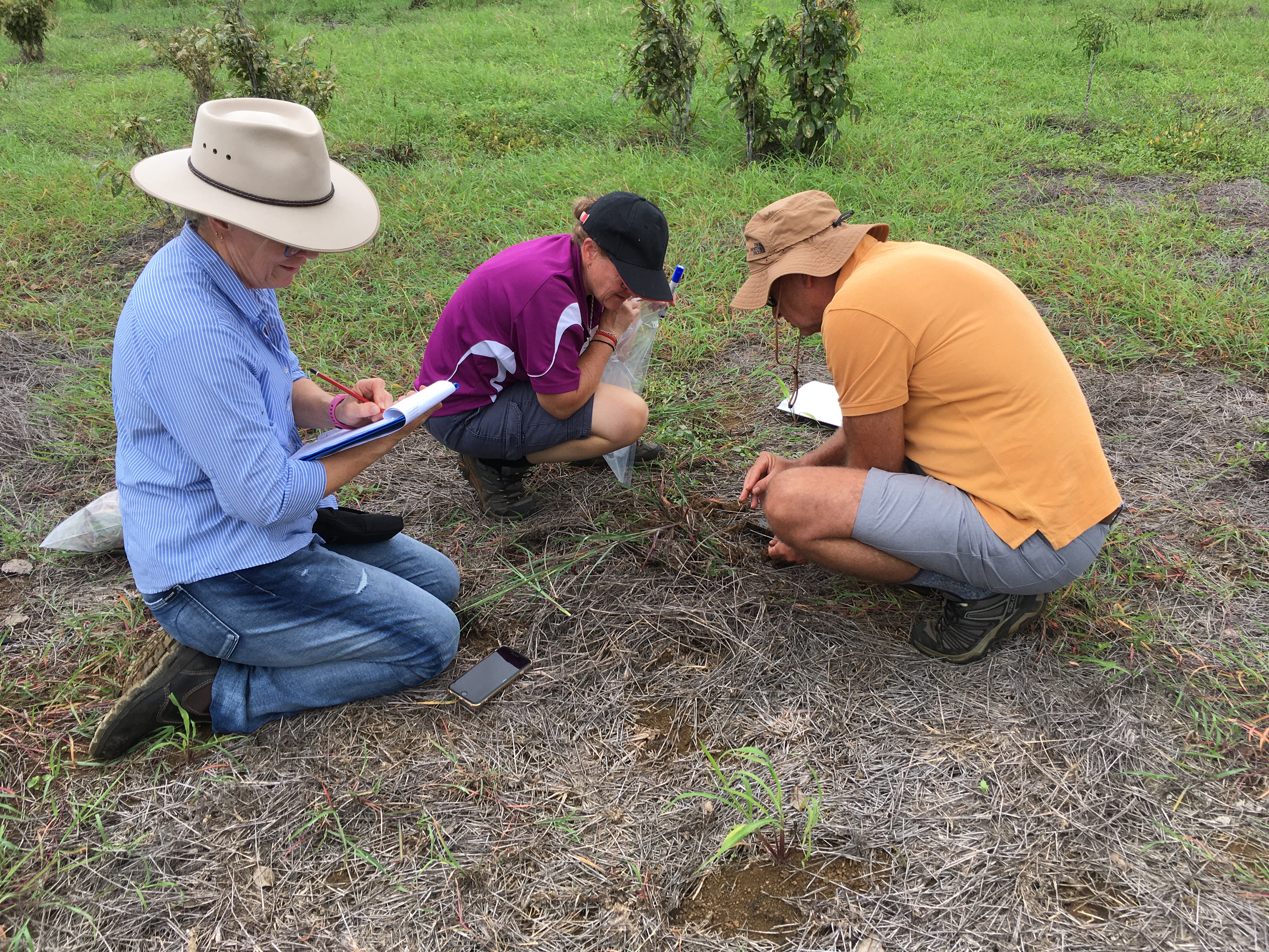 Three scientists sit in a field with some green grass and some dieback affected grass with clipboards.