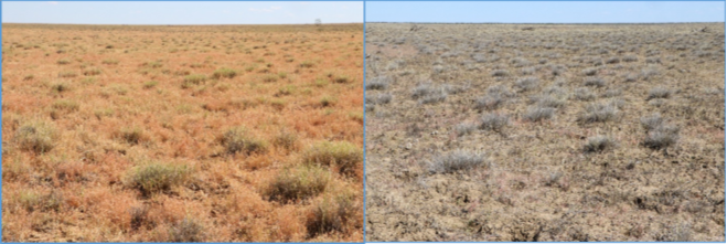 Left: a healthy Mitchell grass pasture; right: a broken Mitchell grass pasture