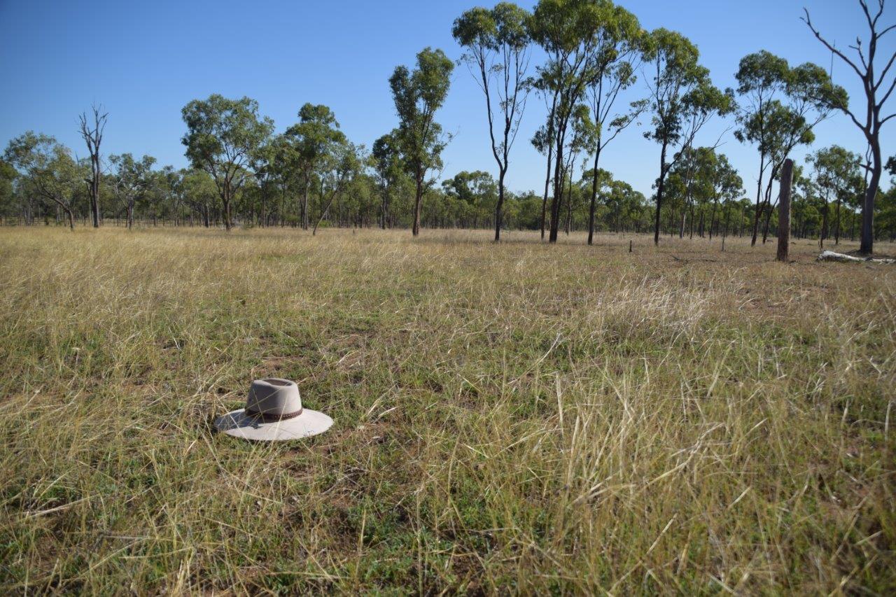 Monoculture of grazed Indian Couch. Very little total standing dry matter.