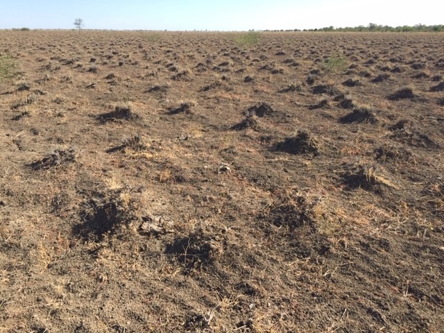 The brown earth is bare. Pedestals of pre-existing Mitchell grass tussocks are visible however tussocks are dead.