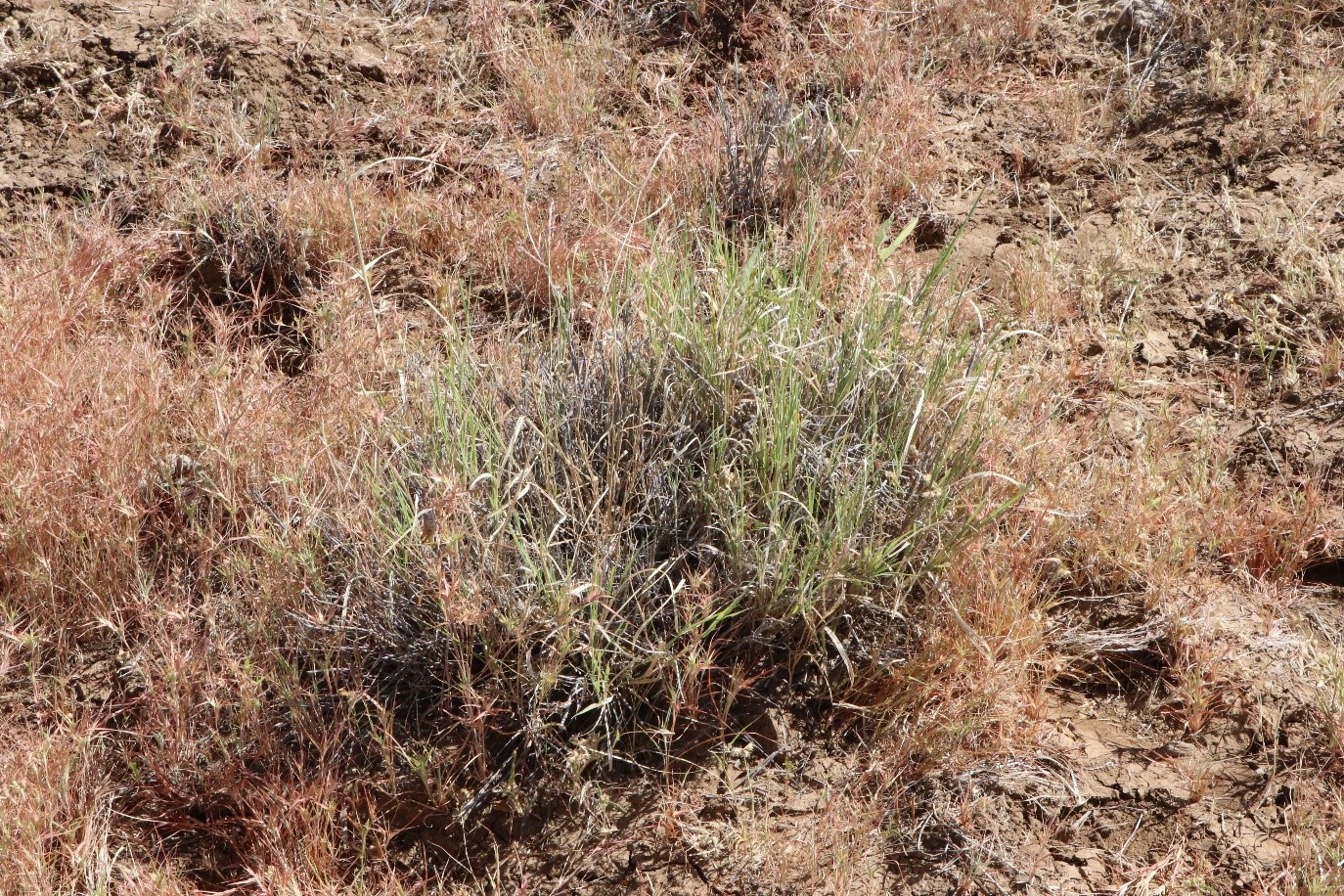 A Mitchell grass tussock that has benefited from had grazing pressure removed over the growing period Green shoots visible