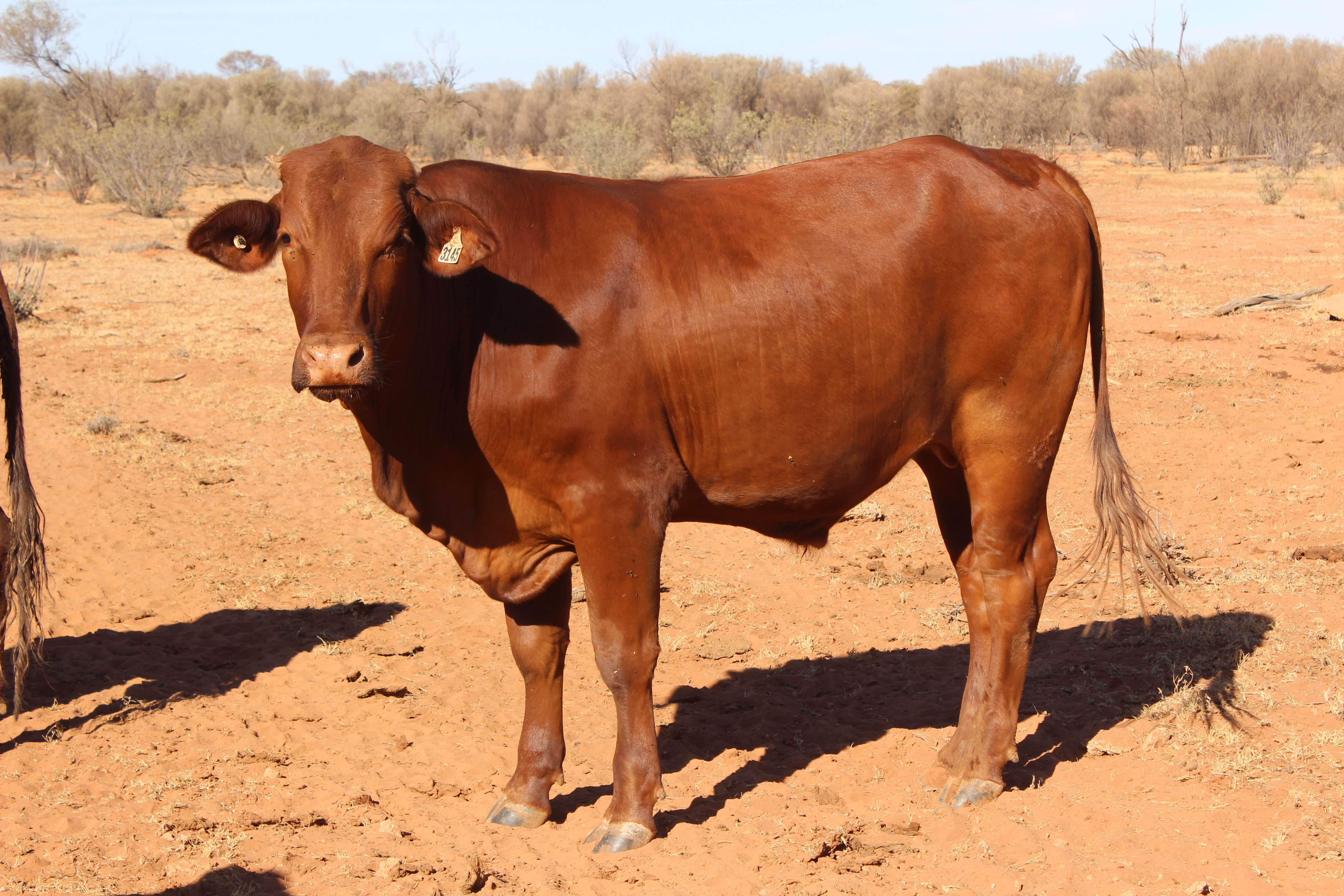 Droughtmaster steer