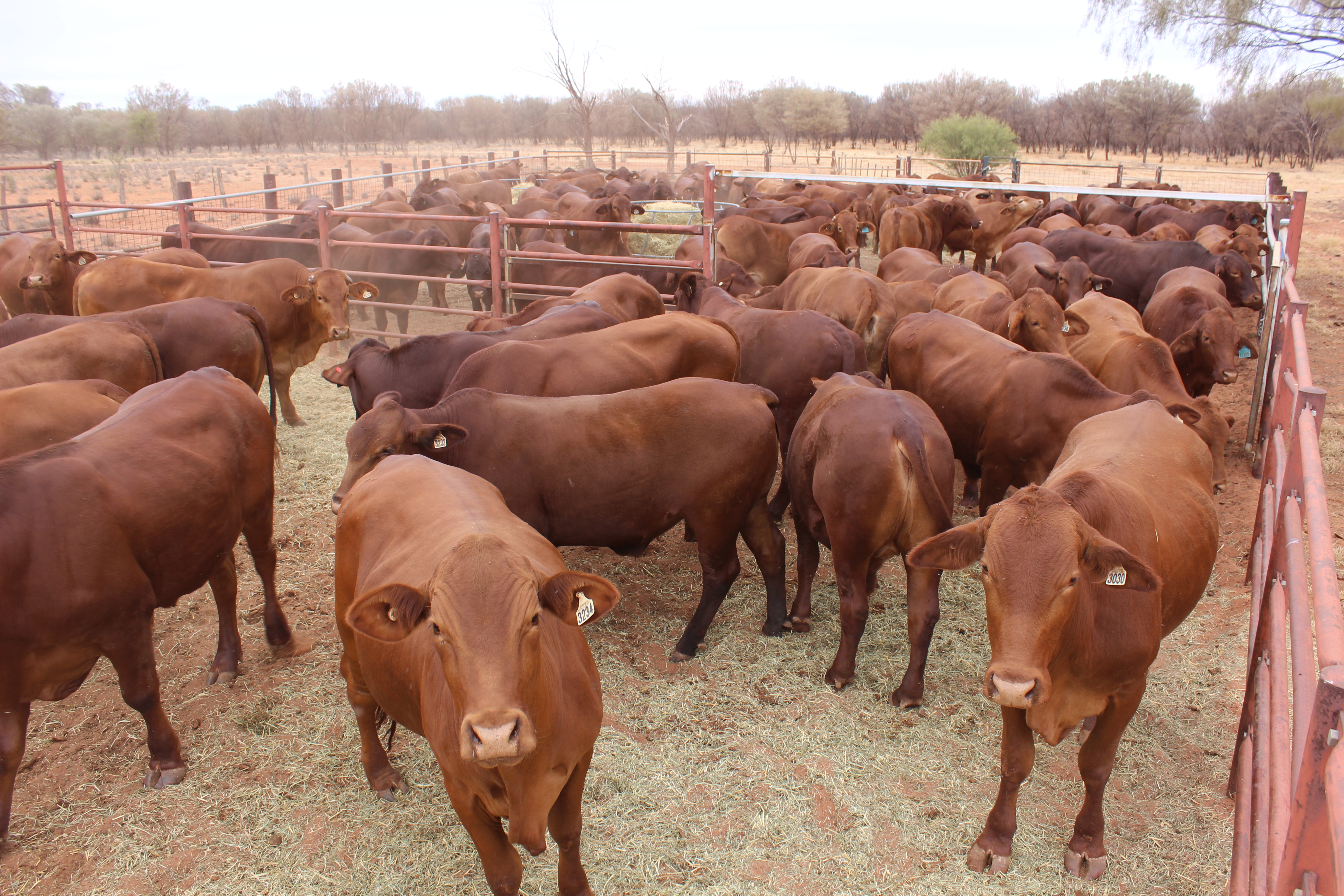 Droughtmaster steers in forward store condition in yards. Mulga trees line the horizon.