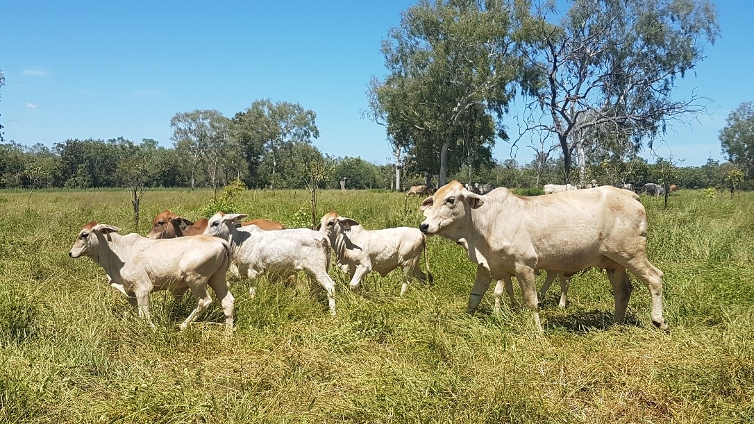 First calf heifer in good condition with a nursery of calves in a healthy stand of buffel grass/stylo pasture.