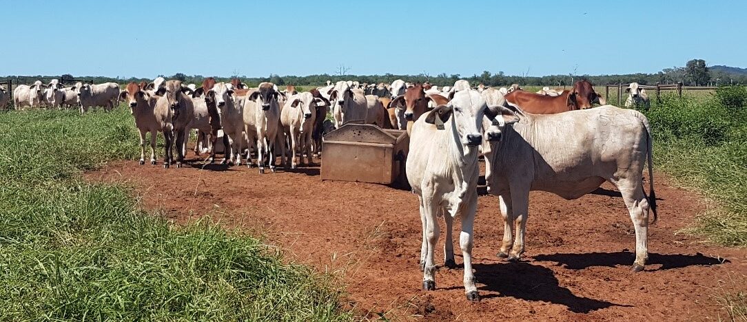 A mob of young heifers stand around a trough in a healthy pasture. 