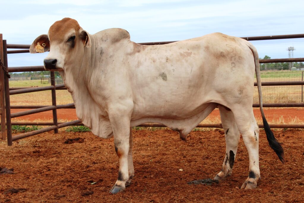 Handsome Brahman type bull in yards.