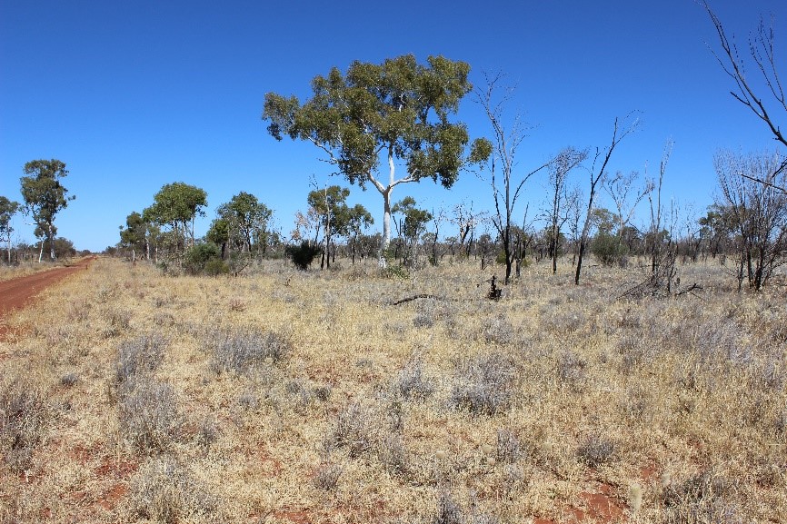 High density of perennial species on a red dirt landscape.