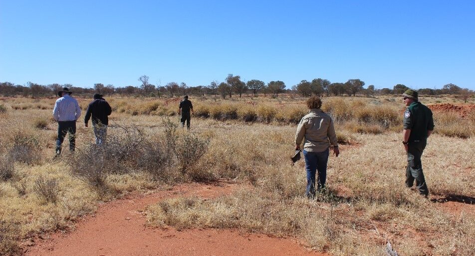 Mulga in view on the horizon.