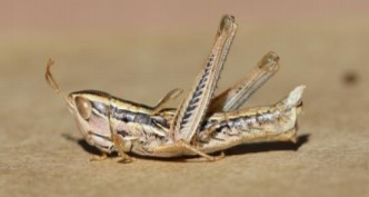 GrazingFutures - grasshopper