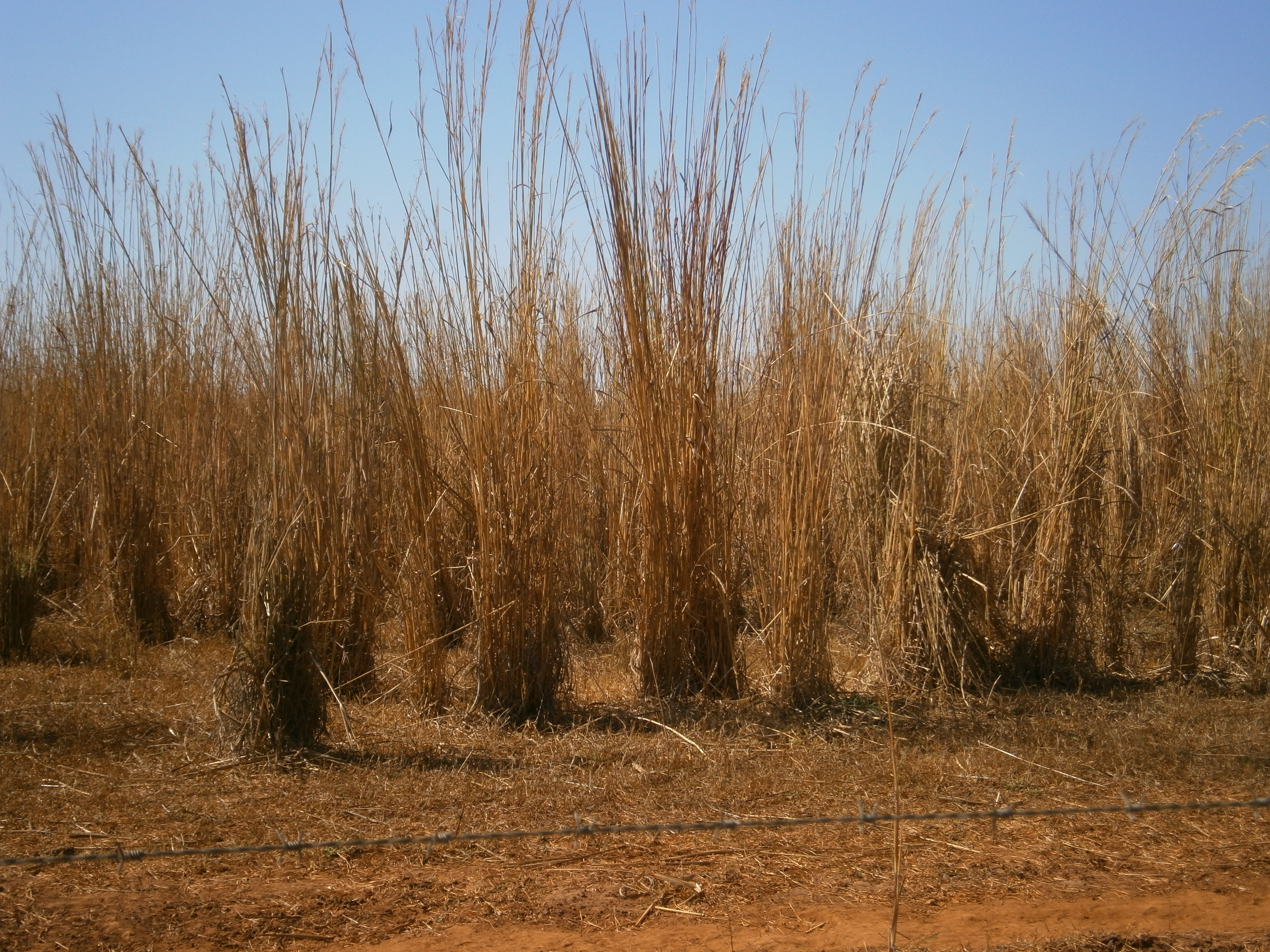 Gamba grass