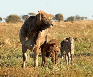 Brahaman cross calves