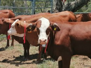 Heifers wearing collars