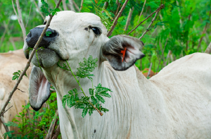 cow eating leucaena