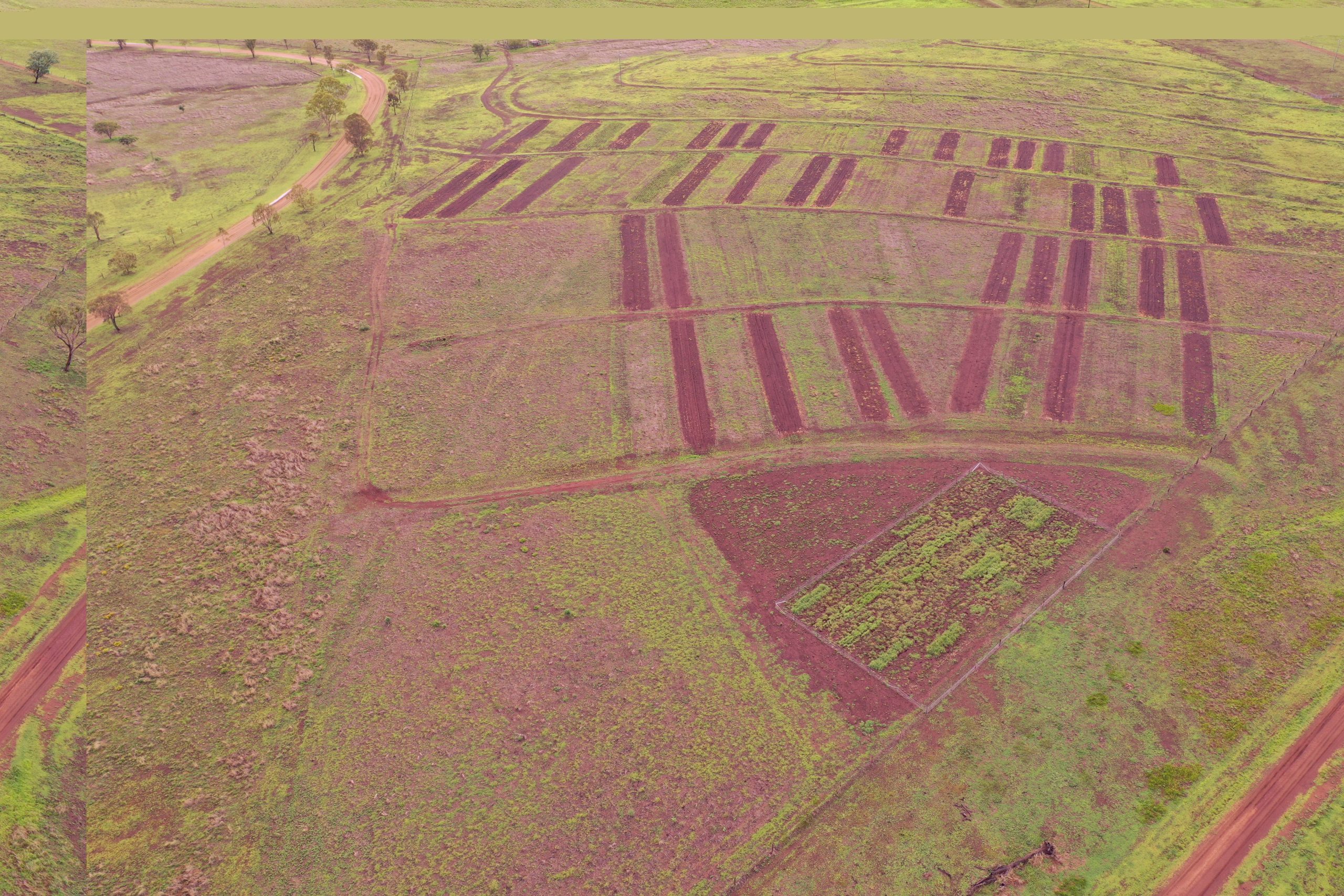 Pasture dieback species trial at Brian Pastures, Gayndah