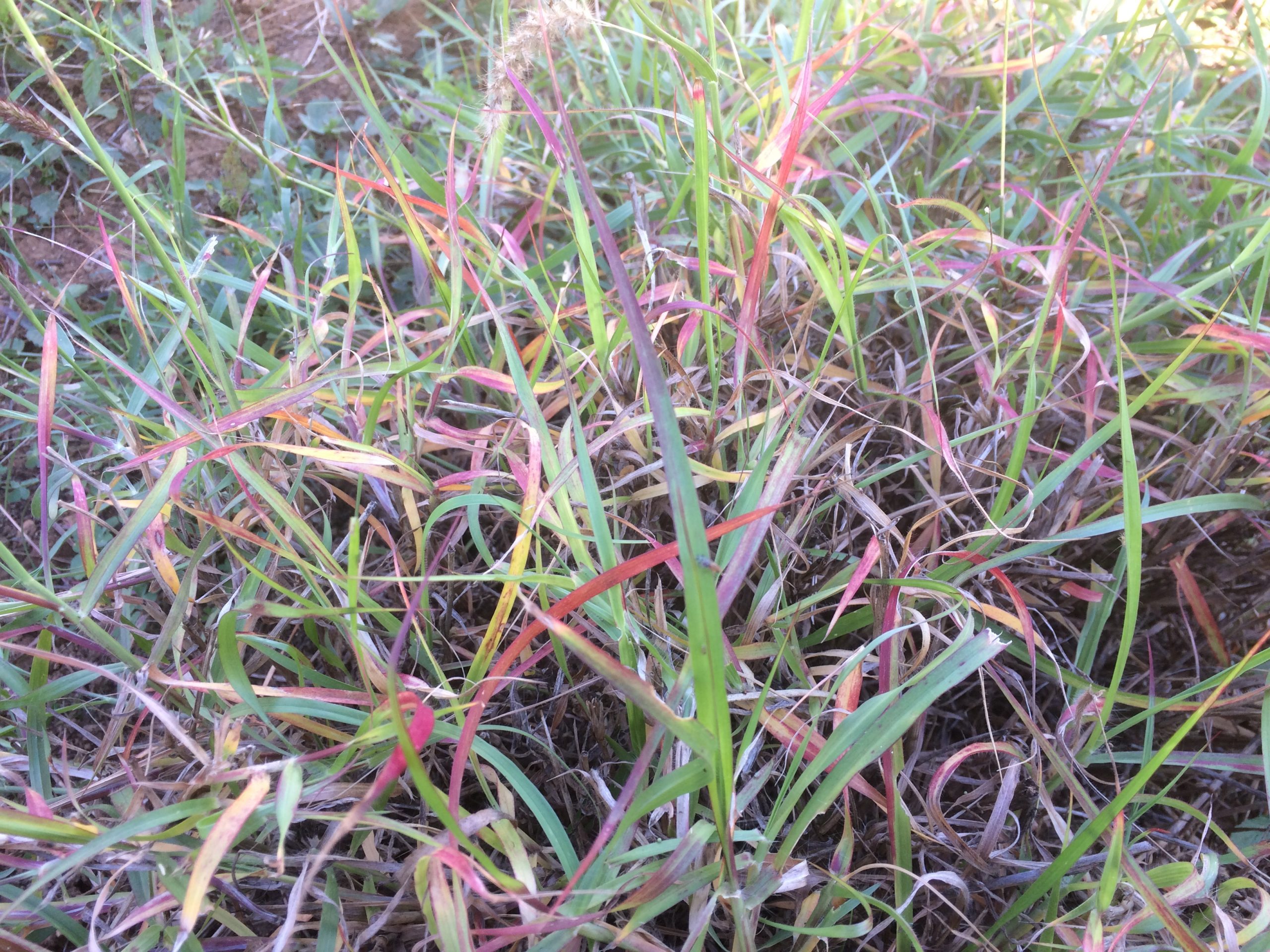 red and yellow leaves on a small buffel grass tussock
