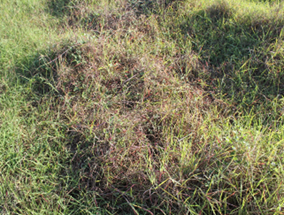 Tips of grass leaves are discoloured while surrounding plants are unaffected