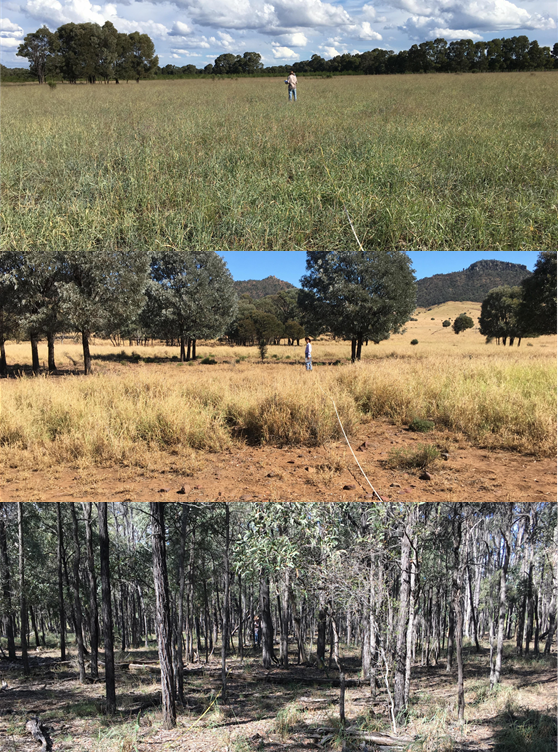 Can good grazing management sustain biodiversity in the Brigalow belt ...