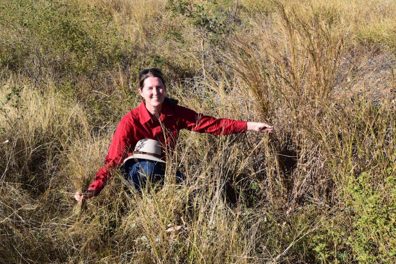 Project leader, Nicole Spiegel, amongst an Indian couch and black speargrass pasture.