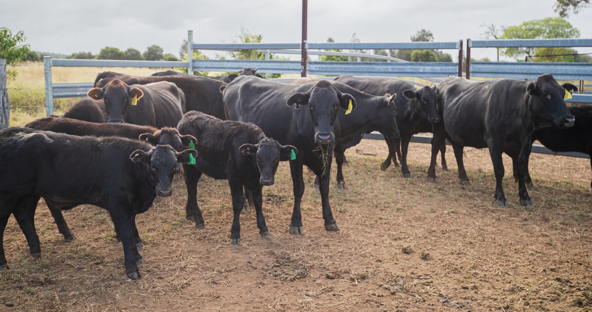 Converting to a Wagyu beef enterprise - FutureBeef