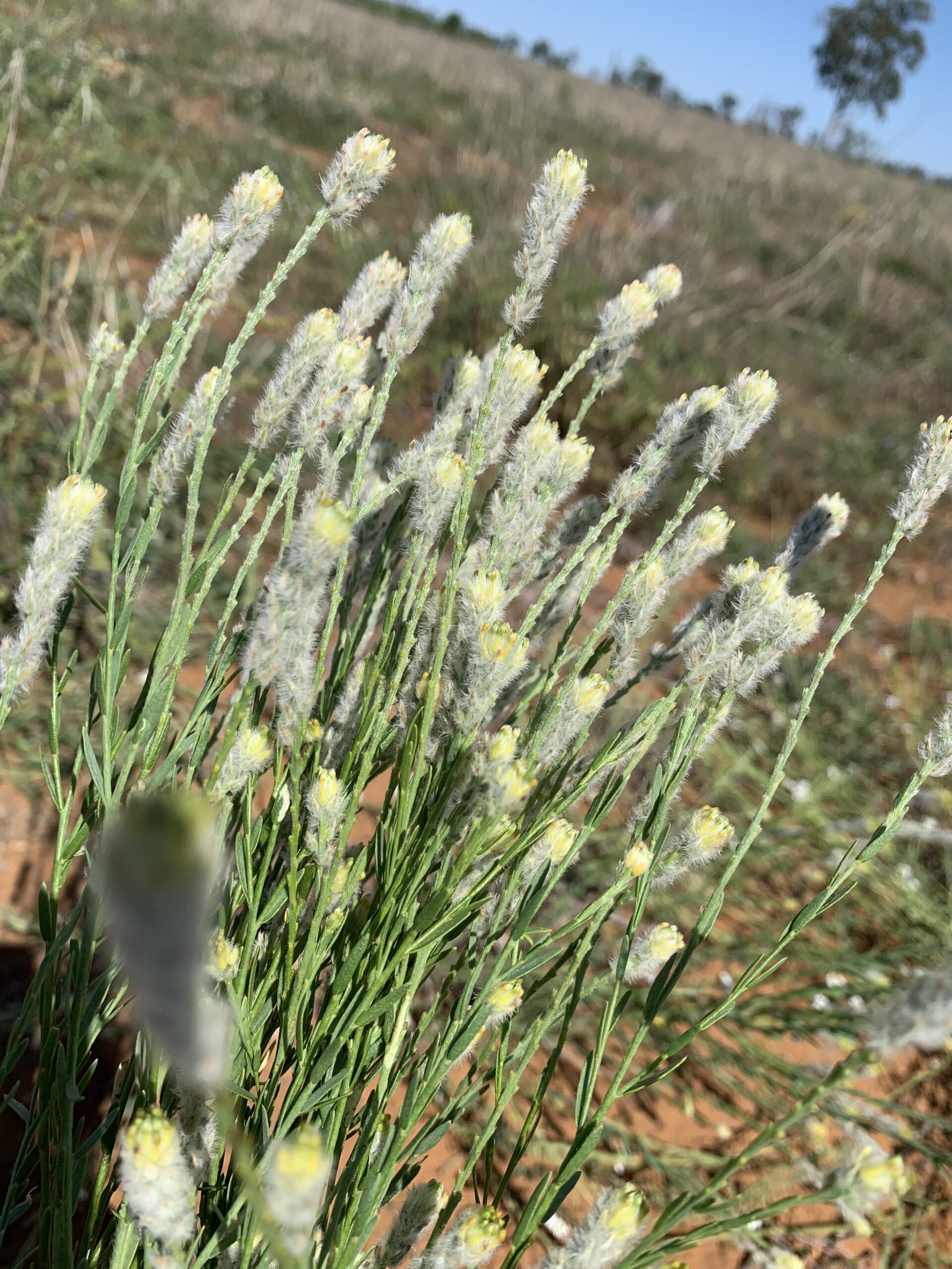 Pimelea flowers