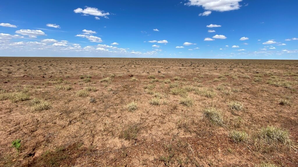 Mitchell grass death on the Barkly Tablelands, Northern Territory.