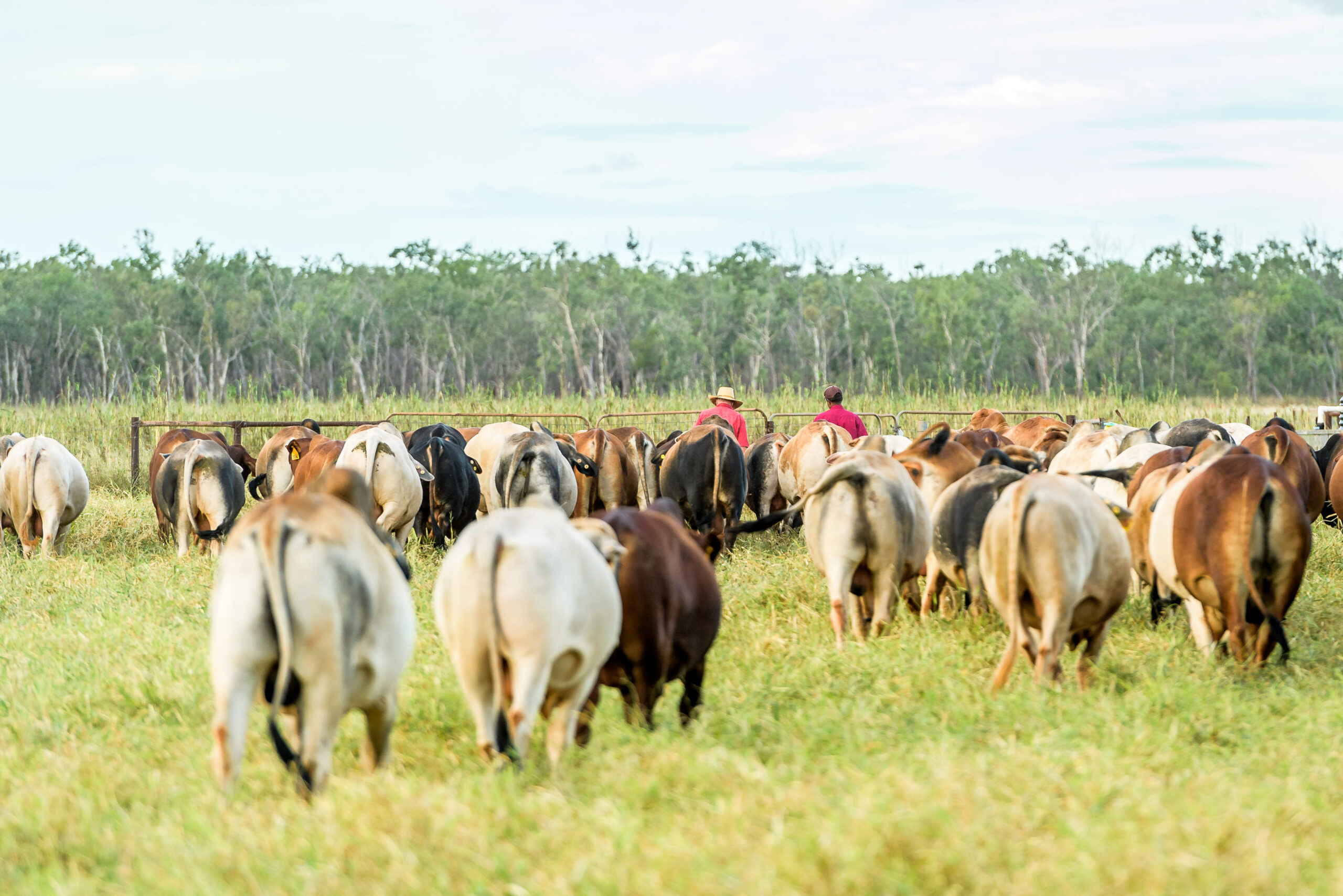 Cull cattle in a paddock in northern Northern Territory