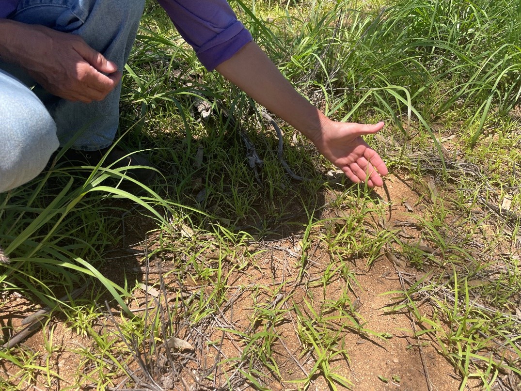 Mitchell grass seedlings