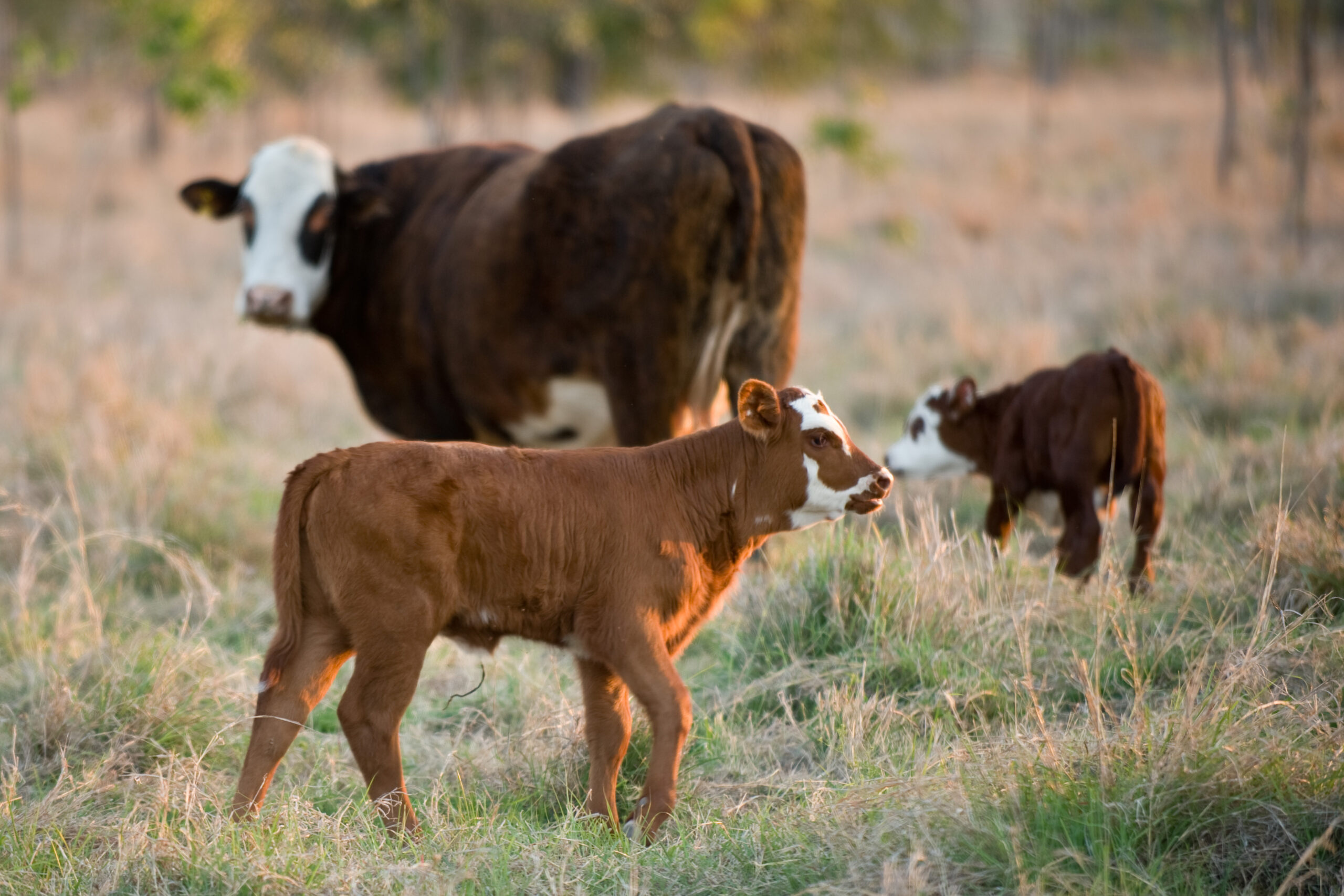 Cow and two calves in a paddock