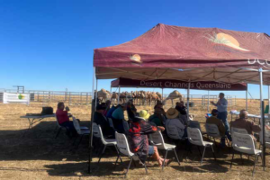 Photo of producers sitting under tent near camels in cattle yards as part of a Desert Channels Queensland field day. 