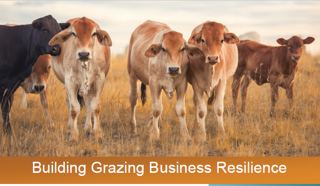 Building grazing resilience
