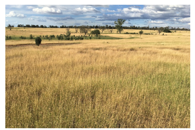 An open paddock with a healthy stand of buffel grass pasture.
