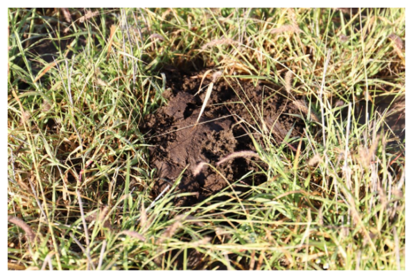 Challenges of establishing legumes into buffel grass using faecal ...