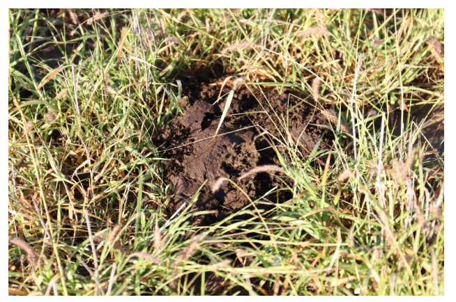 Manure from a cow in buffel grass pastures