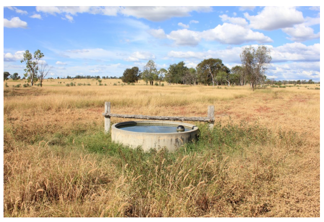 A trough in an open paddock with desmanthus plants immediately surrounding it (after using faecal seeding techniques)