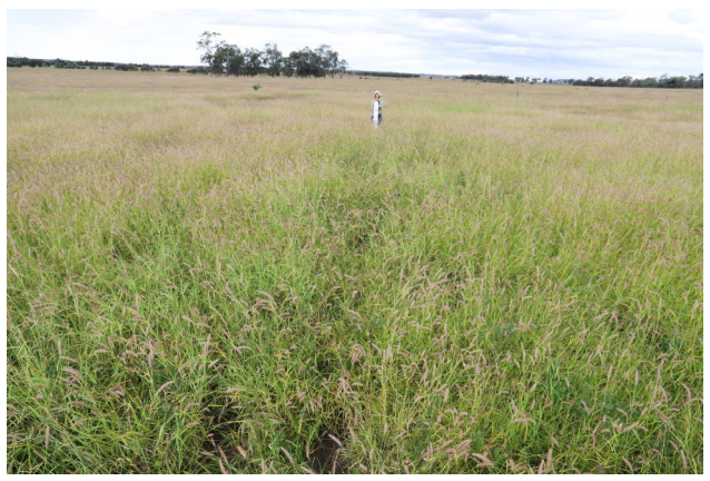 Healthy stand of buffel grass pastures.