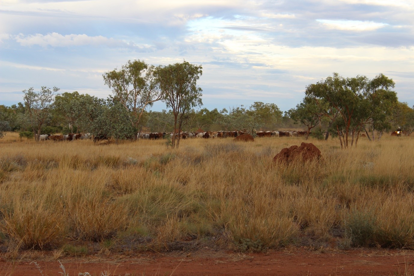 A beautiful mob of Brahman influenced cattle being mustered in the Kimberley, WA.