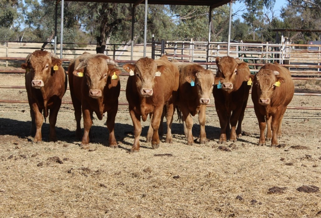 Akaushi bulls in Central Australia