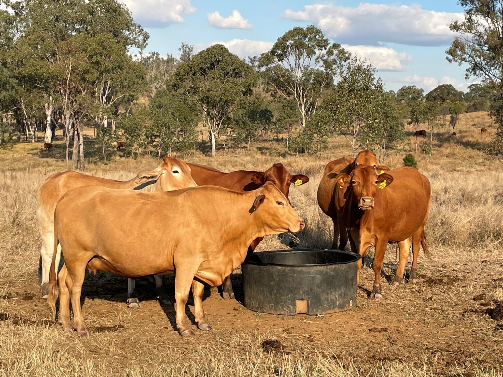 The secret to successful supplementation FutureBeef