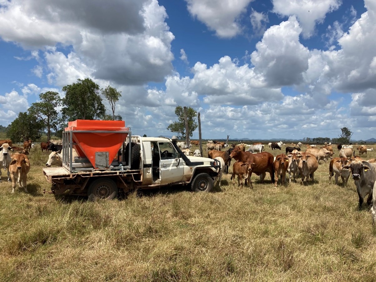Phosphorus supplementation being provided to cows and calves grazing a Central Queensland floodplain