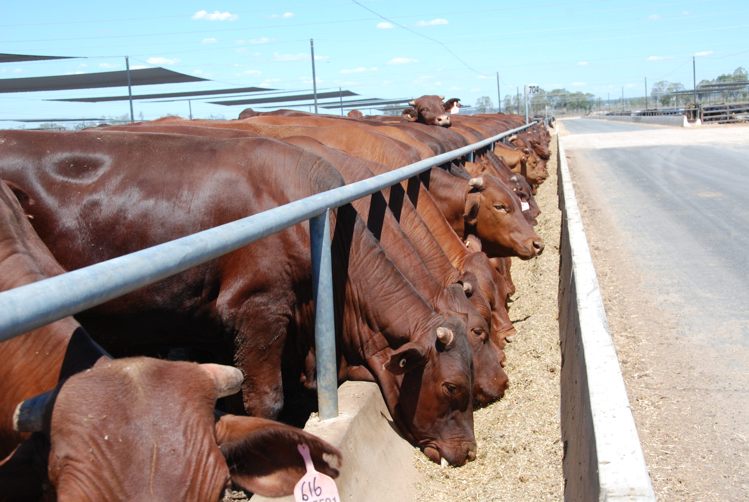feed intake and liveweight gain in a feedlot